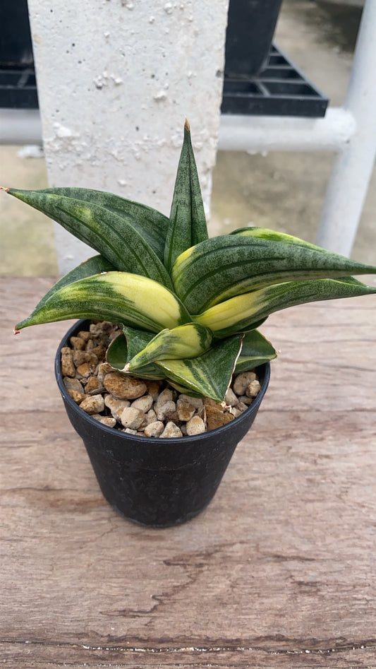 Rare Plant pre orders from Fuzzy Roots