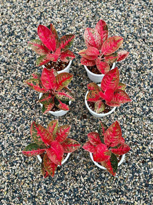 Rare Plant pre orders from Fuzzy Roots