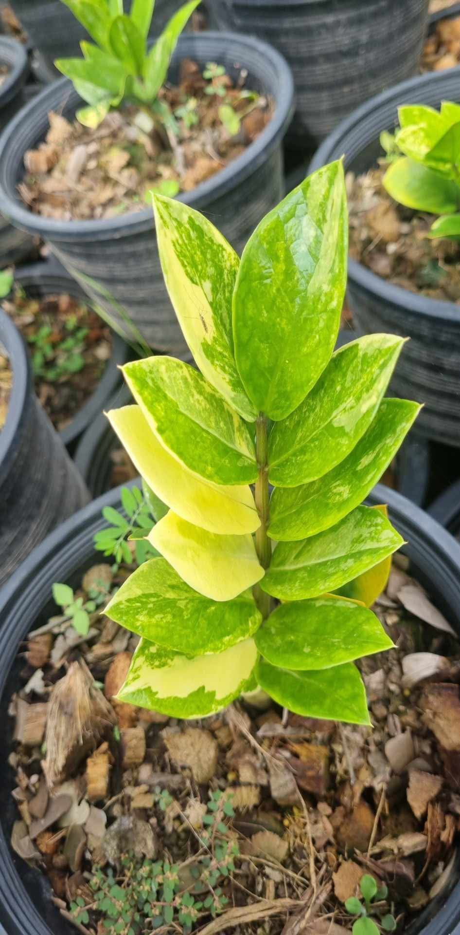 Rare Plant Fuzzy Roots