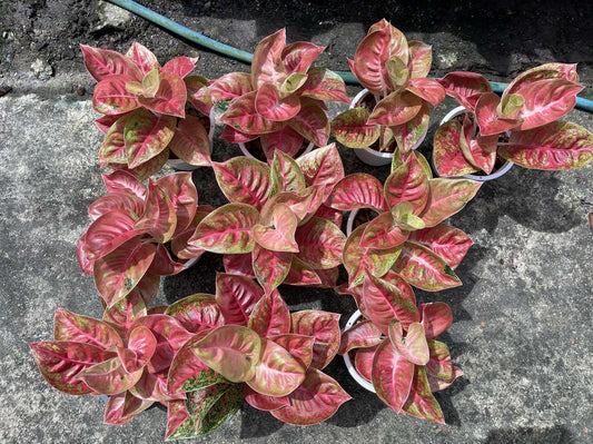 Rare Plant pre orders from Fuzzy Roots