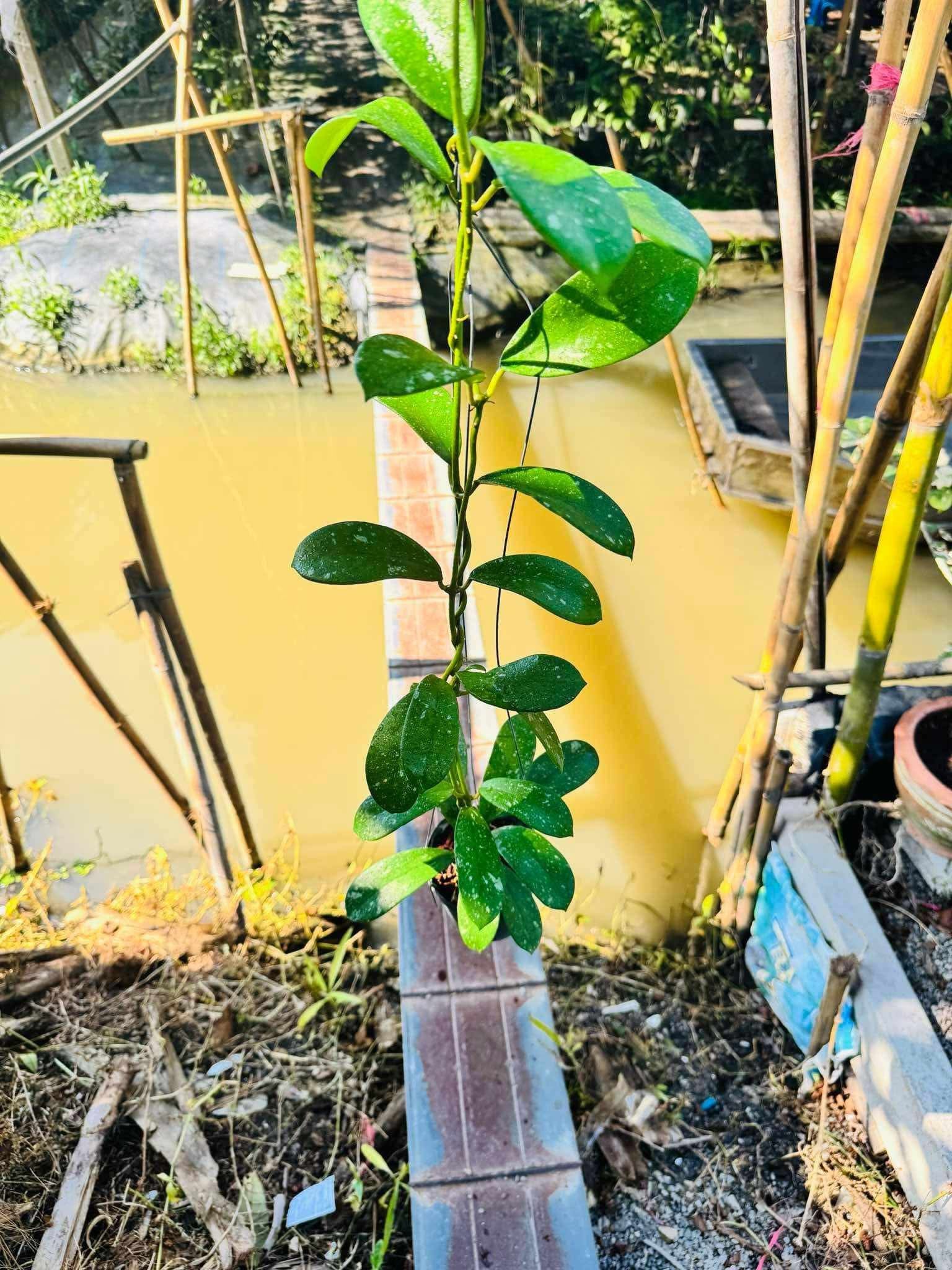 Rare Plant pre orders from Fuzzy Roots