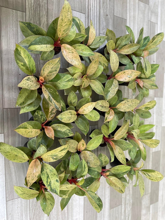 Rare Plant pre orders from Fuzzy Roots