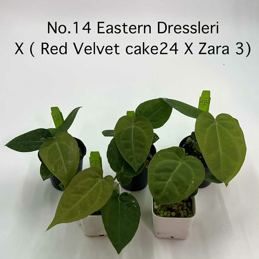 Rare Plant pre orders from Fuzzy Roots