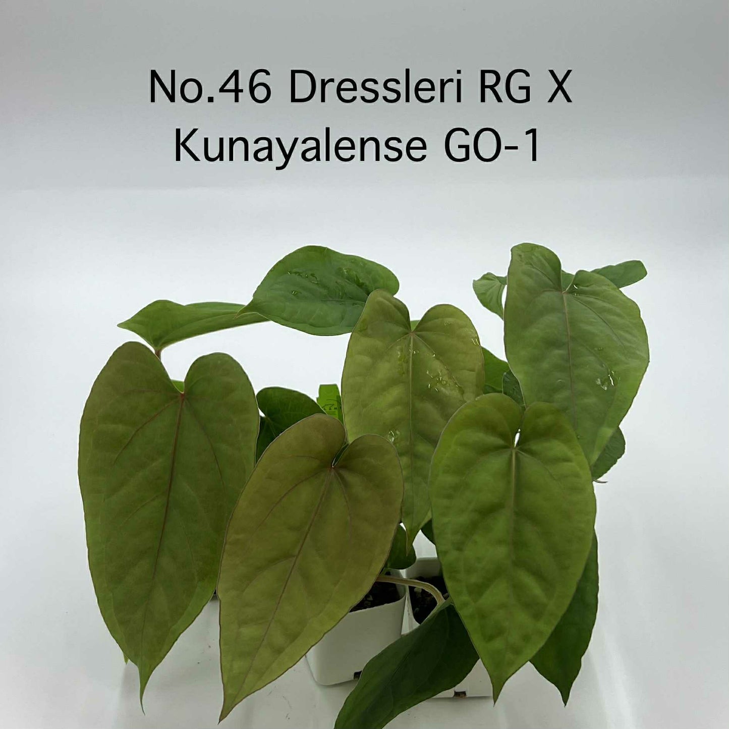 Rare Plant pre orders from Fuzzy Roots
