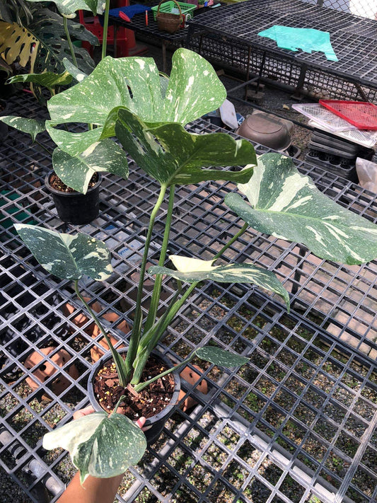 Rare Plant pre orders from Fuzzy Roots