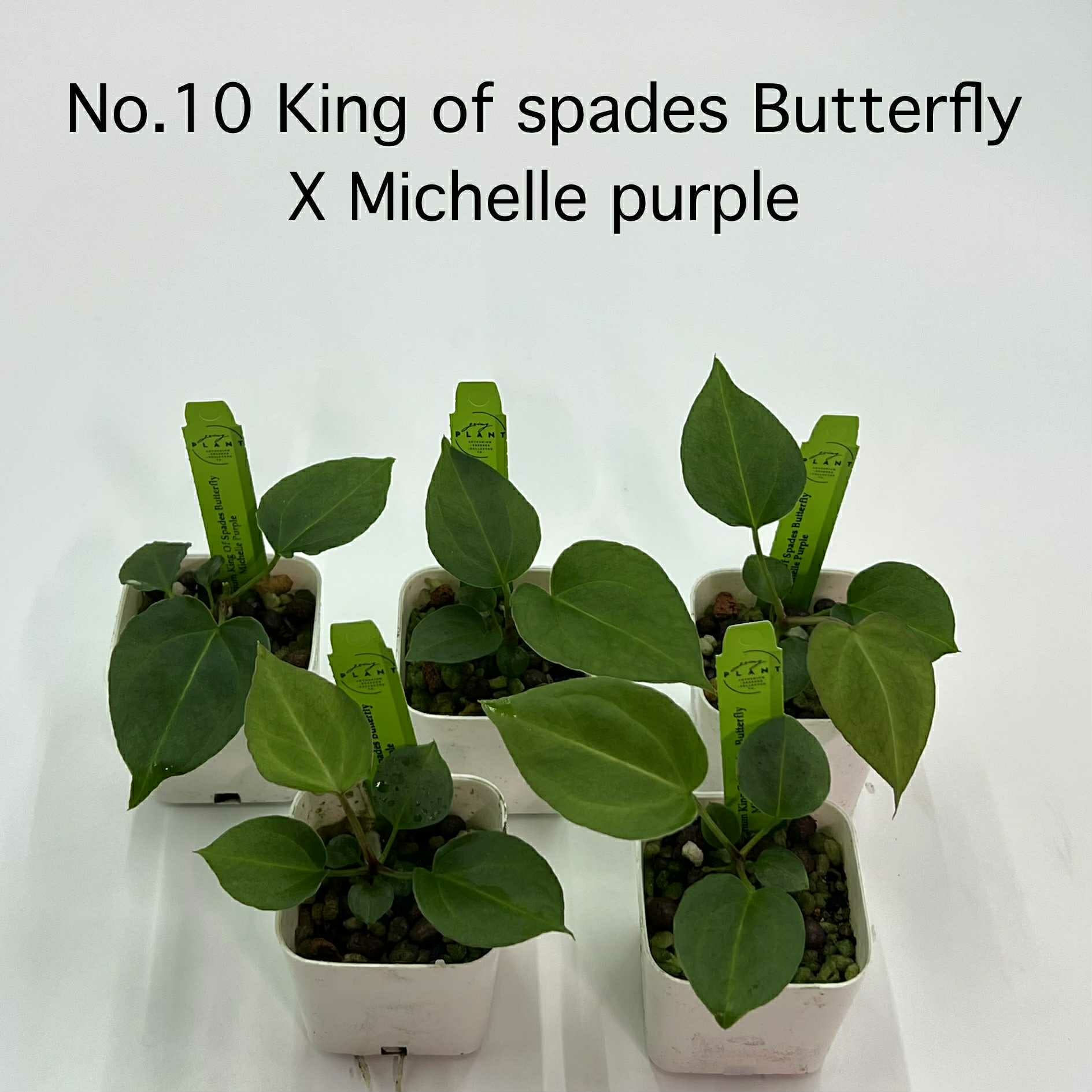 Rare Plant pre orders from Fuzzy Roots