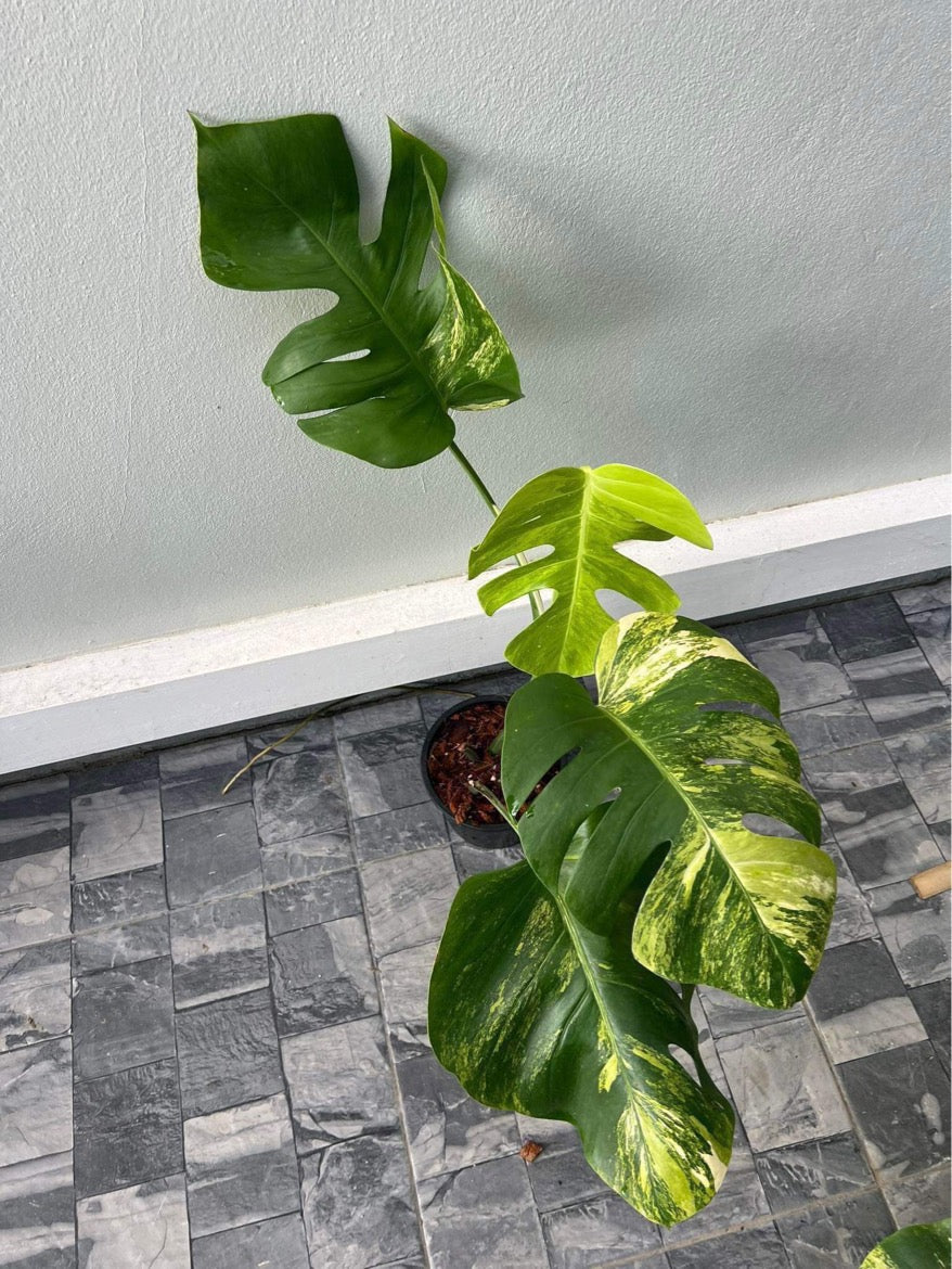 Rare Plant pre orders from Fuzzy Roots
