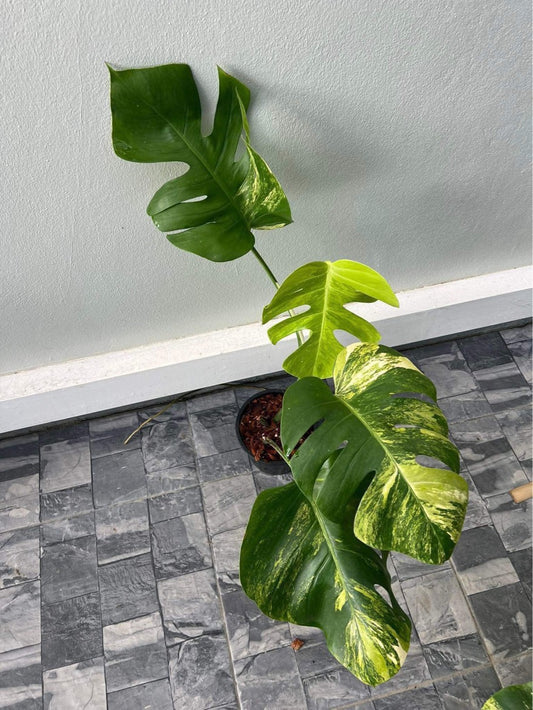 Rare Plant pre orders from Fuzzy Roots