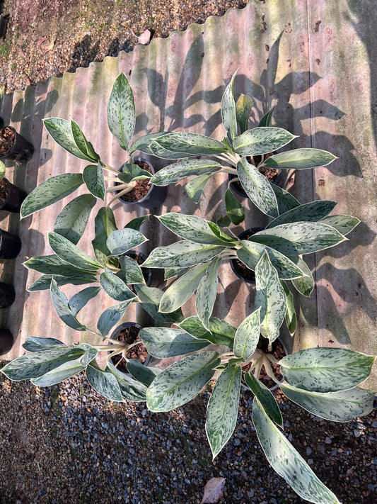 Rare Plant pre orders from Fuzzy Roots