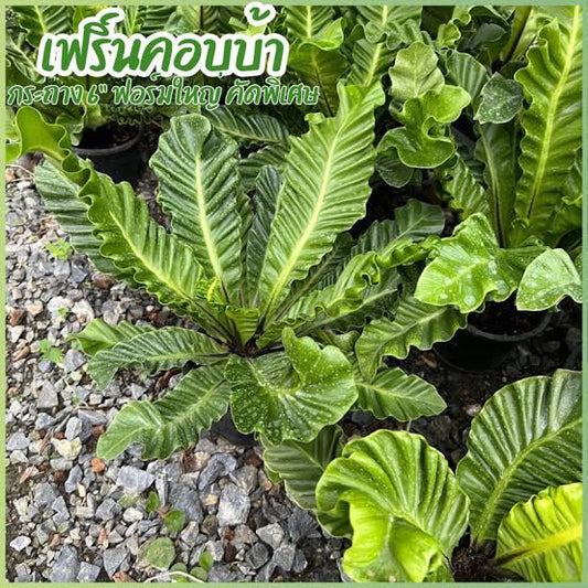 Rare Plant pre orders from Fuzzy Roots