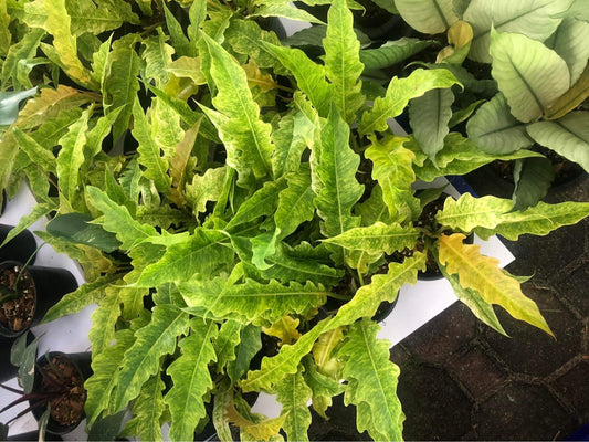 Rare Plant pre orders from Fuzzy Roots