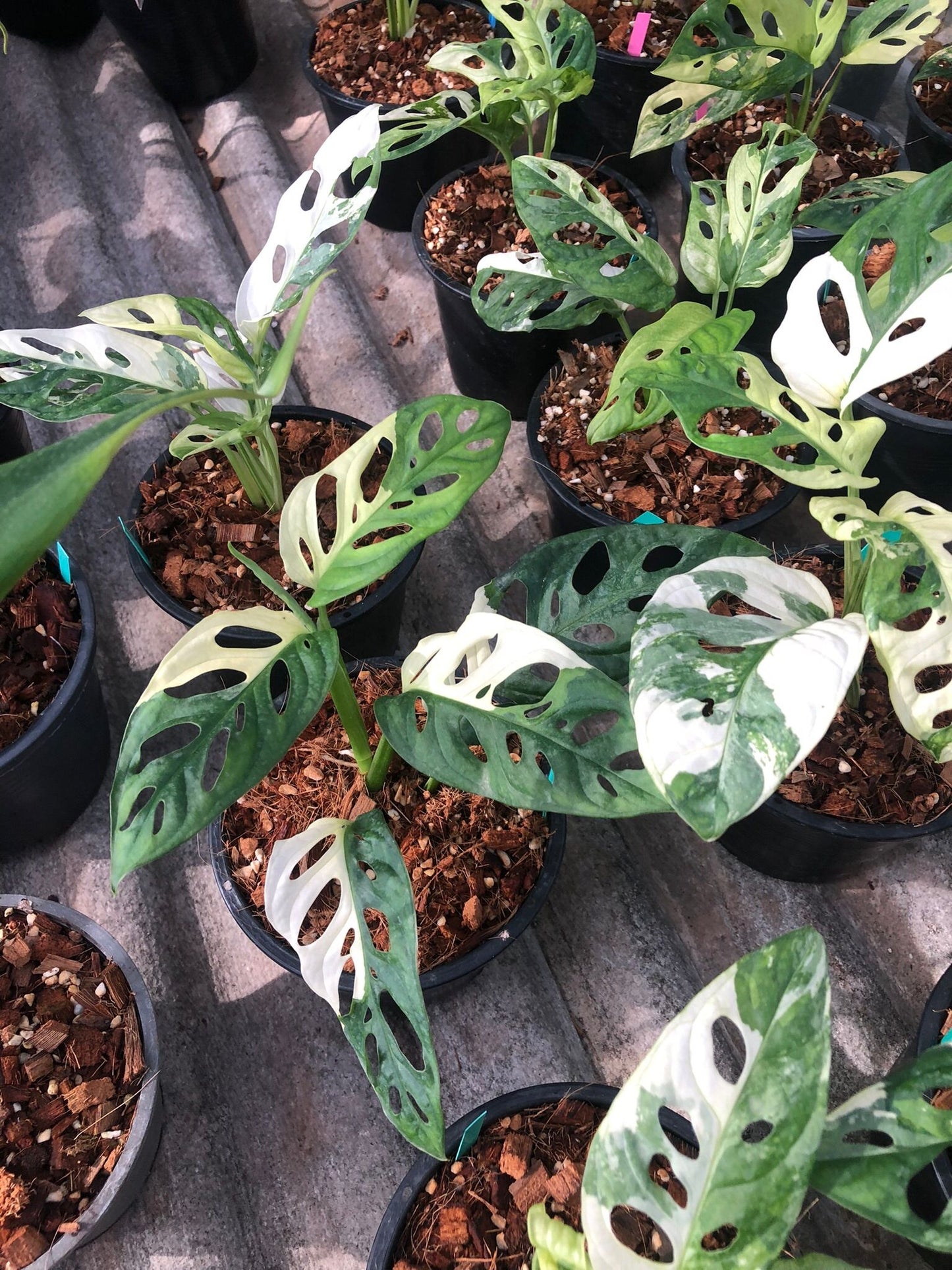 Rare Plant pre orders from Fuzzy Roots