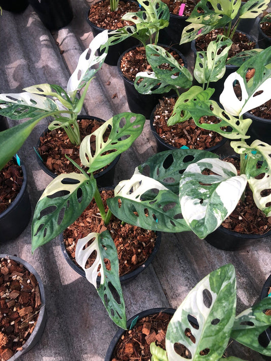 Rare Plant pre orders from Fuzzy Roots