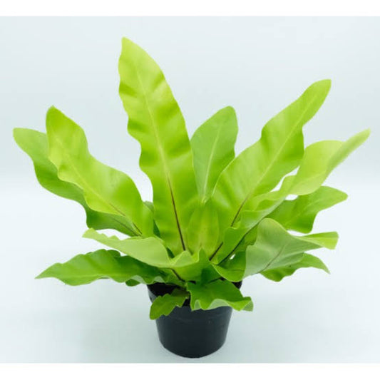 Rare Plant pre orders from Fuzzy Roots