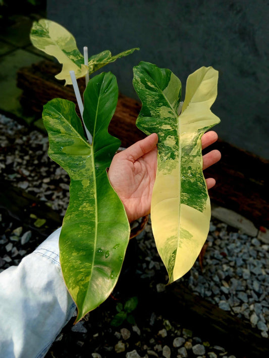 Rare Plant pre orders from Fuzzy Roots
