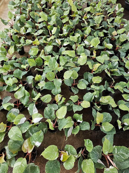 Rare Plant pre orders from Fuzzy Roots