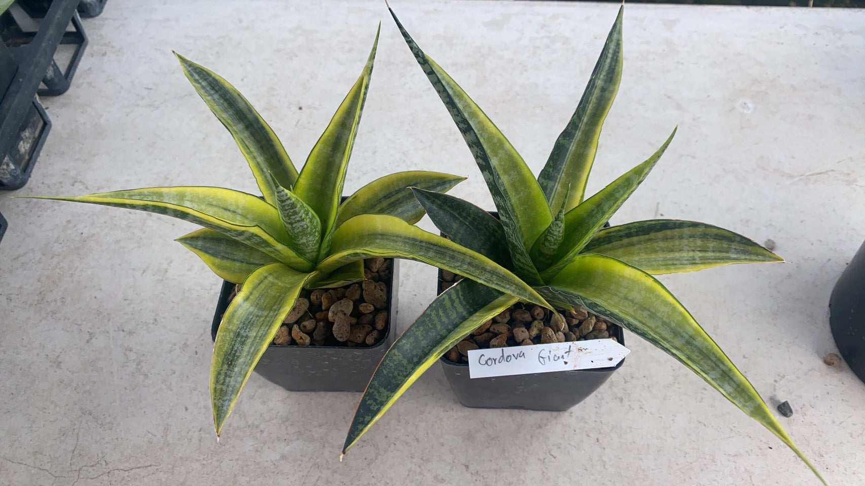 Rare Plant pre orders from Fuzzy Roots