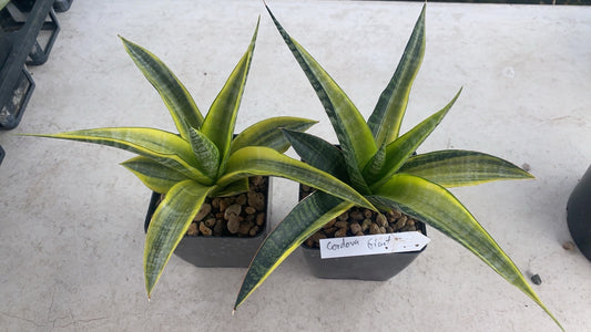 Rare Plant pre orders from Fuzzy Roots