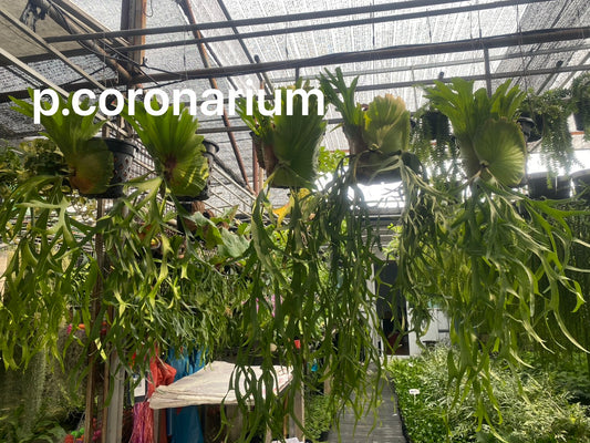 Rare Plant pre orders from Fuzzy Roots