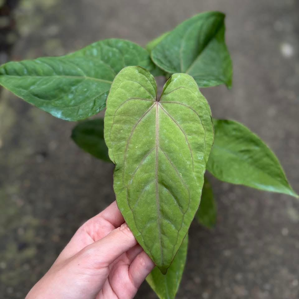 Rare Anthurium Plant Fuzzy Roots