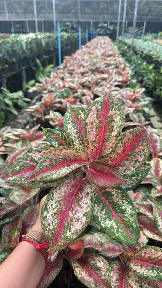 Rare Plant pre orders from Fuzzy Roots