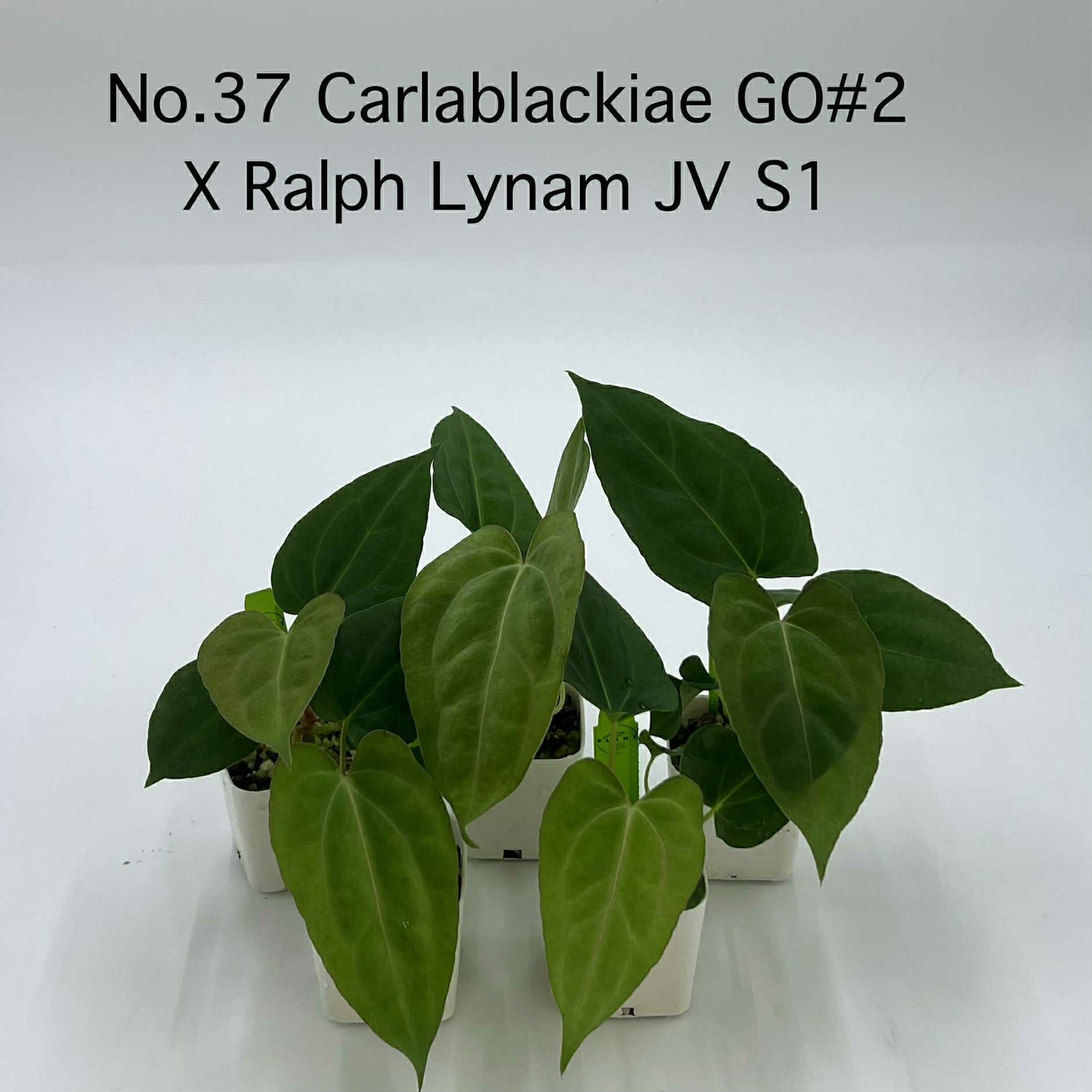 Rare Plant pre orders from Fuzzy Roots