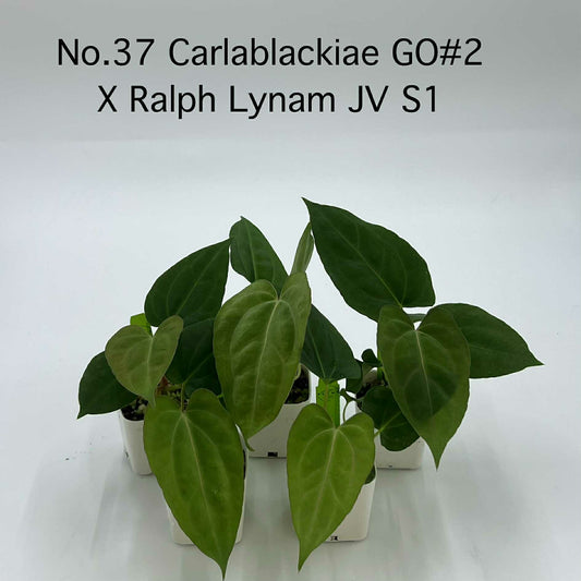 Rare Plant pre orders from Fuzzy Roots