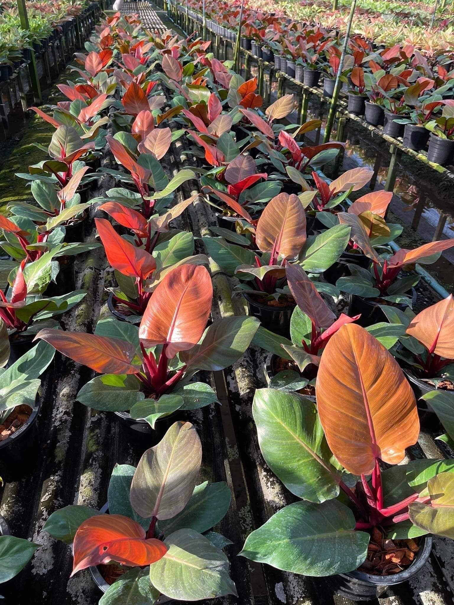 Rare Plant pre orders from Fuzzy Roots