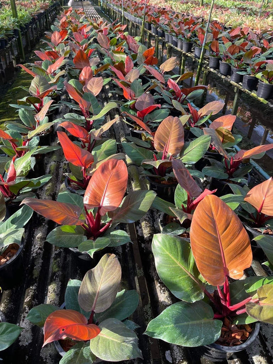 Rare Plant pre orders from Fuzzy Roots