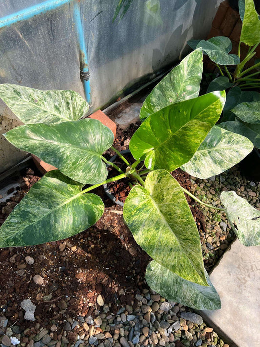 Rare Plant pre orders from Fuzzy Roots