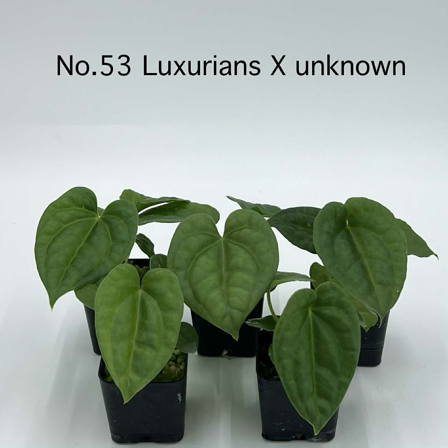 Anthuriums (Pre-Orders) – Fuzzy Roots