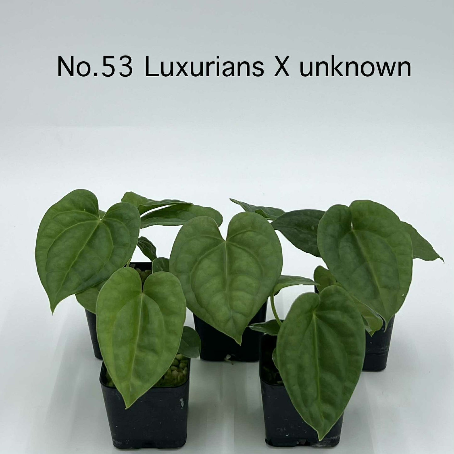 Rare Plant pre orders from Fuzzy Roots