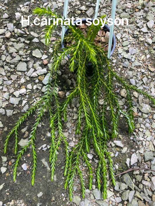Rare Plant pre orders from Fuzzy Roots