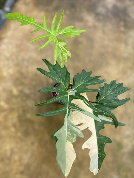 Rare Plant pre orders from Fuzzy Roots