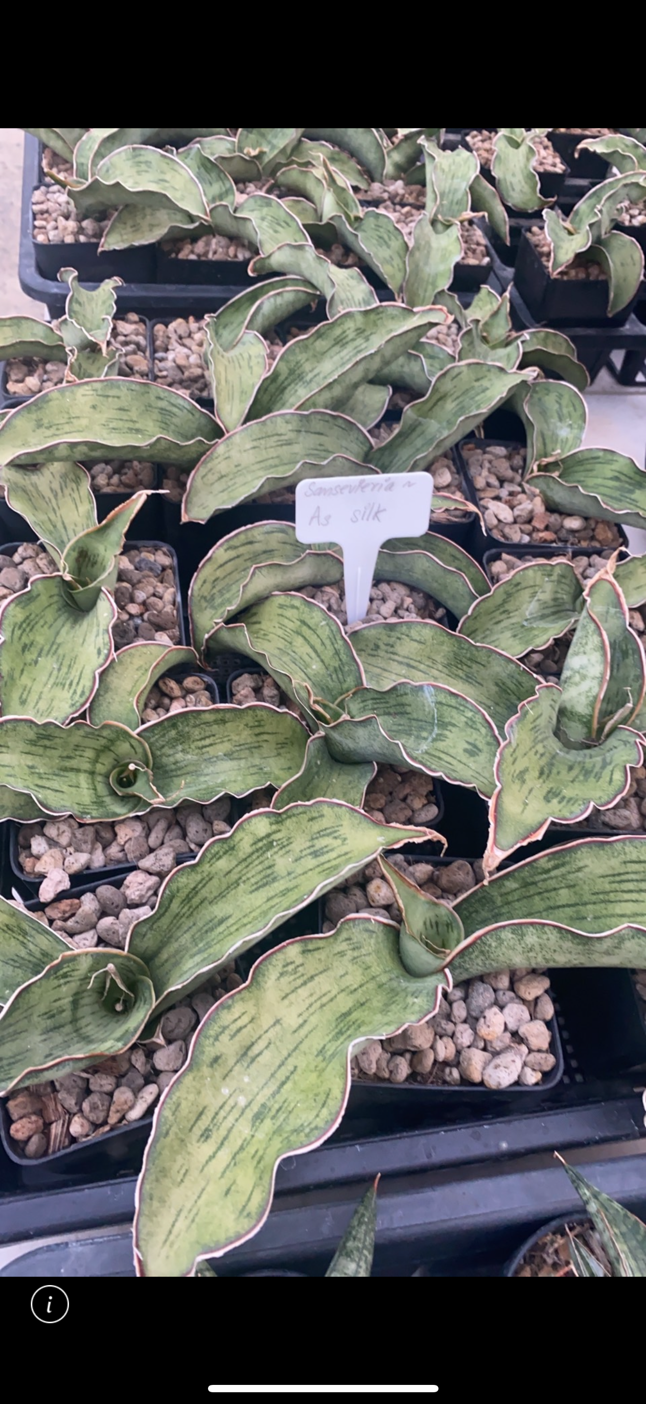 Rare Plant pre orders from Fuzzy Roots