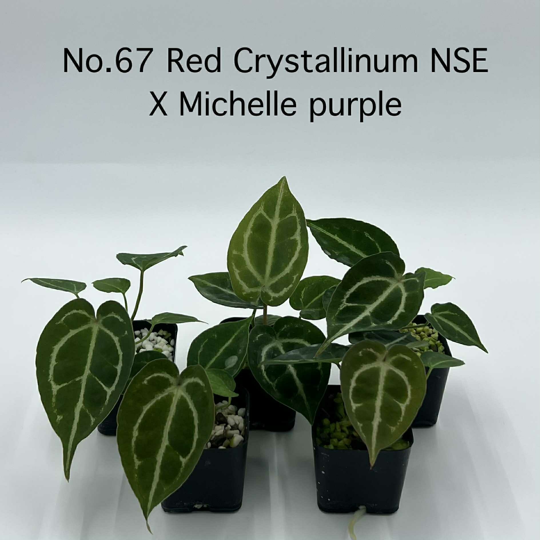 Rare Plant pre orders from Fuzzy Roots