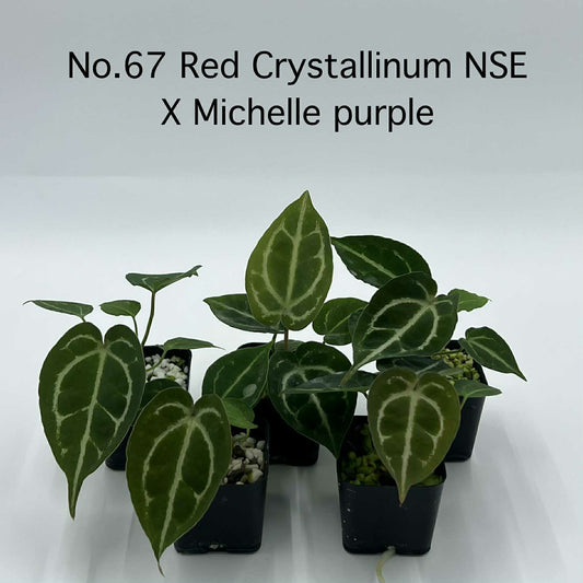 Rare Plant pre orders from Fuzzy Roots