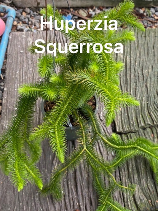 Rare Plant pre orders from Fuzzy Roots