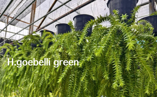 Rare Plant pre orders from Fuzzy Roots