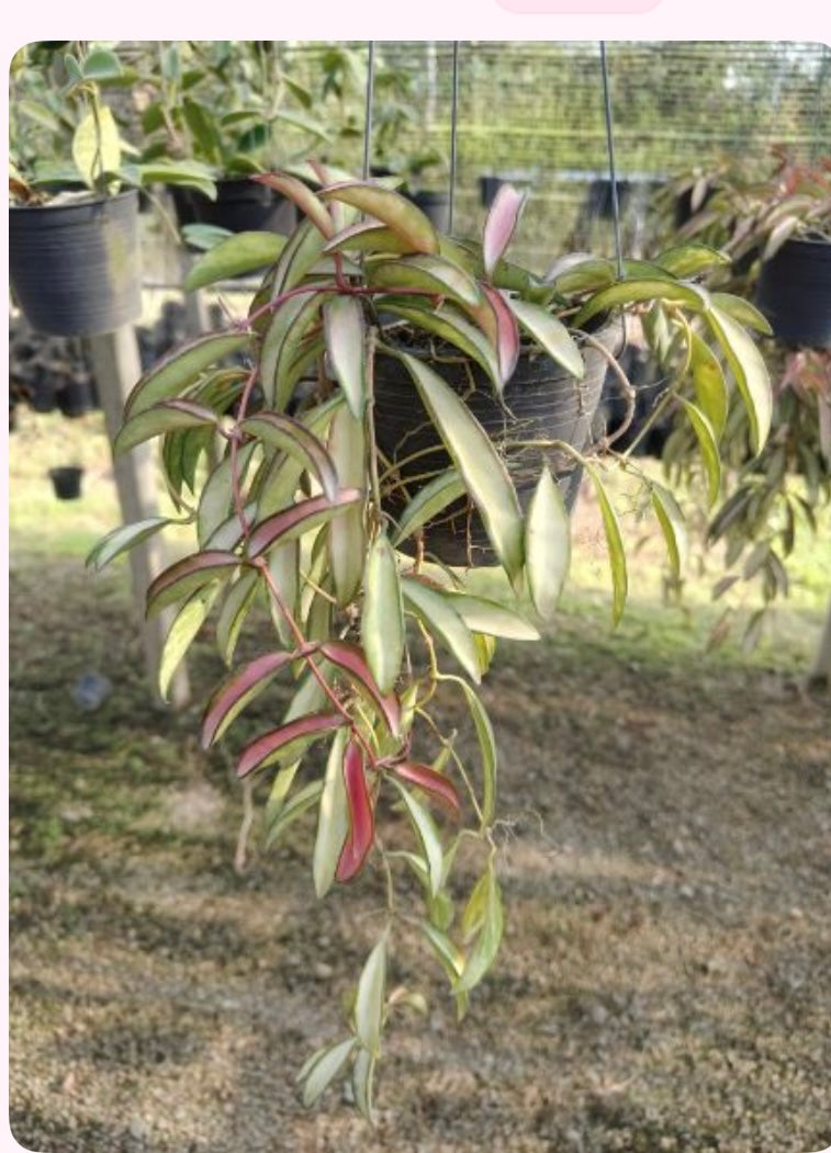 Rare Plant pre orders from Fuzzy Roots