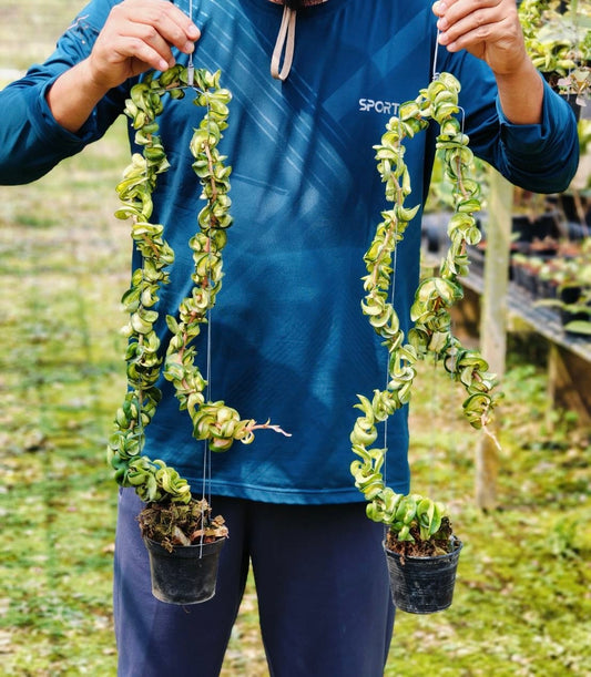 Rare Plant pre orders from Fuzzy Roots