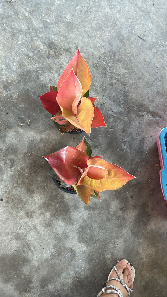 Rare Plant pre orders from Fuzzy Roots
