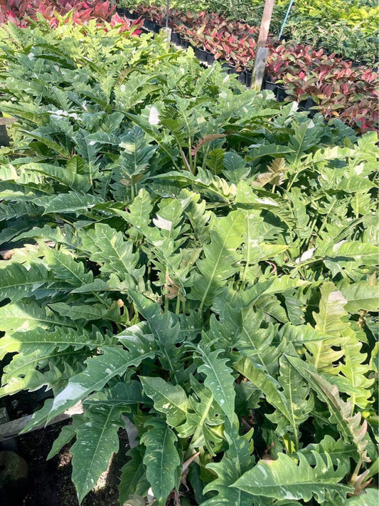 Rare Plant pre orders from Fuzzy Roots