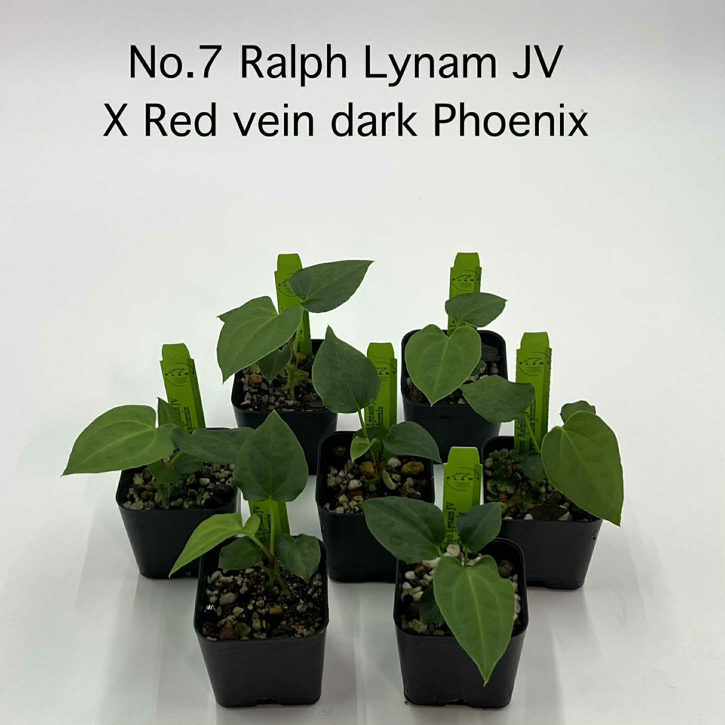 Rare Plant pre orders from Fuzzy Roots