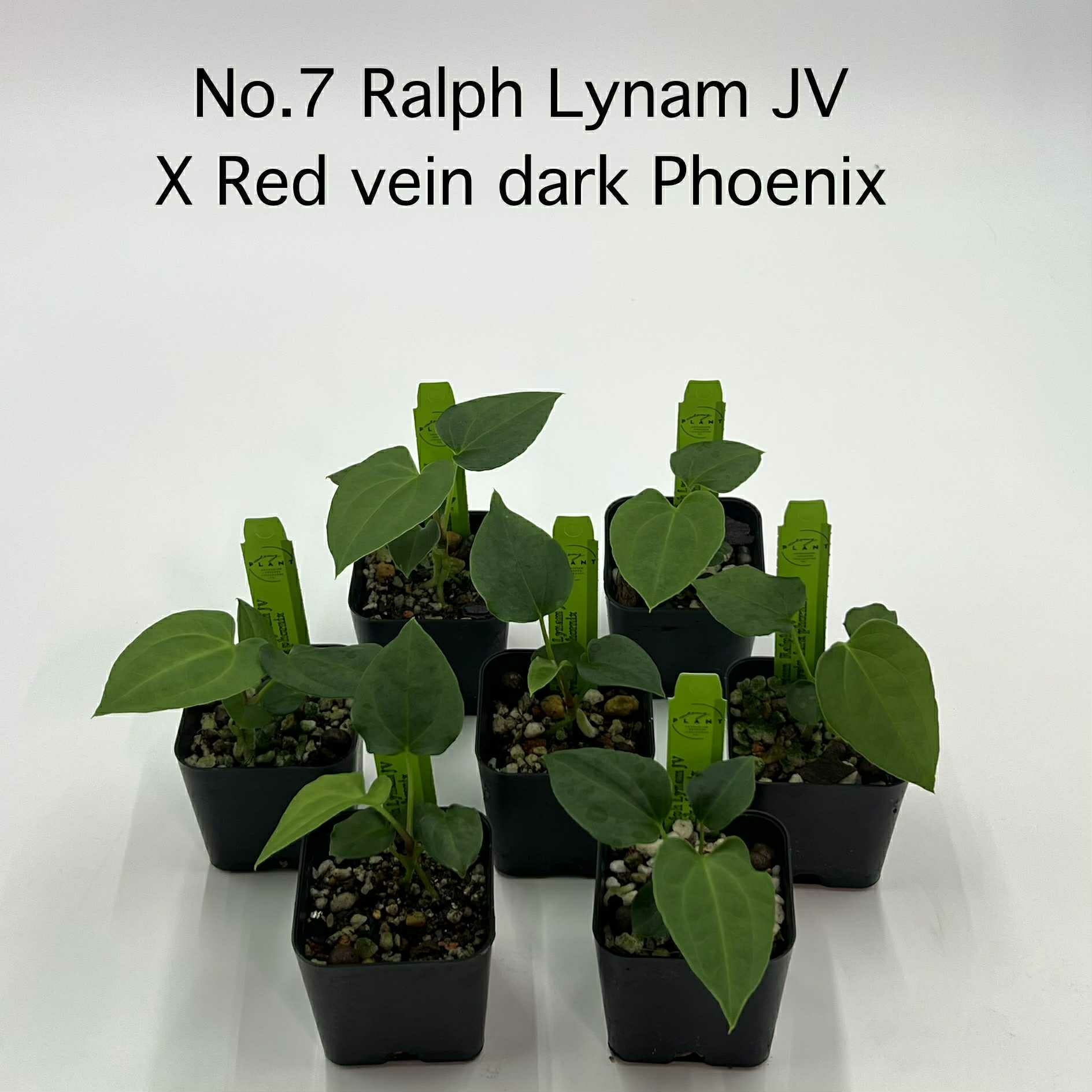 Rare Plant pre orders from Fuzzy Roots