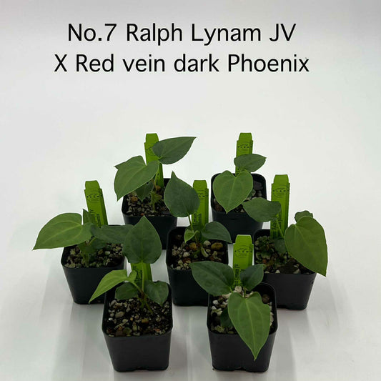 Rare Plant pre orders from Fuzzy Roots