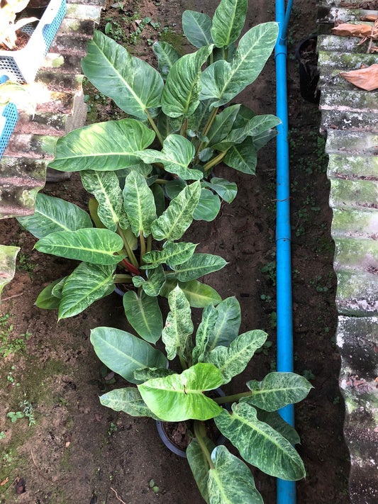 Rare Plant pre orders from Fuzzy Roots