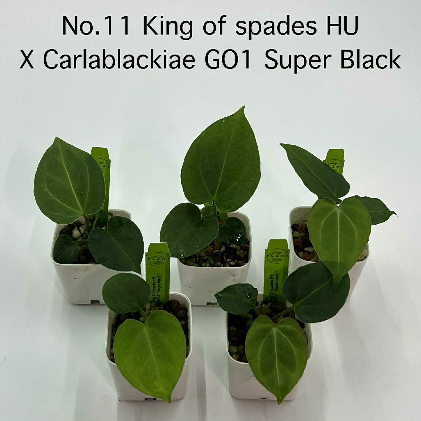 Rare Plant pre orders from Fuzzy Roots