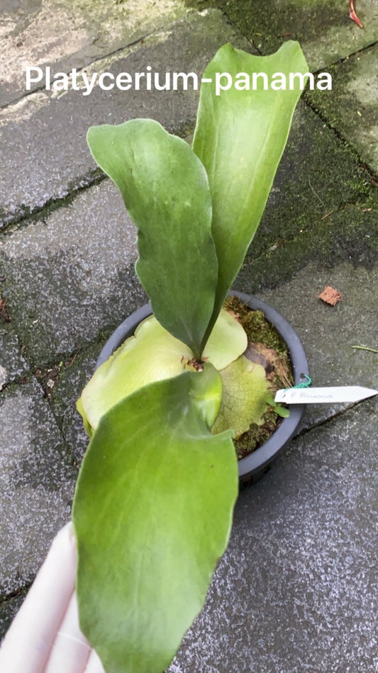 Rare Plant pre orders from Fuzzy Roots
