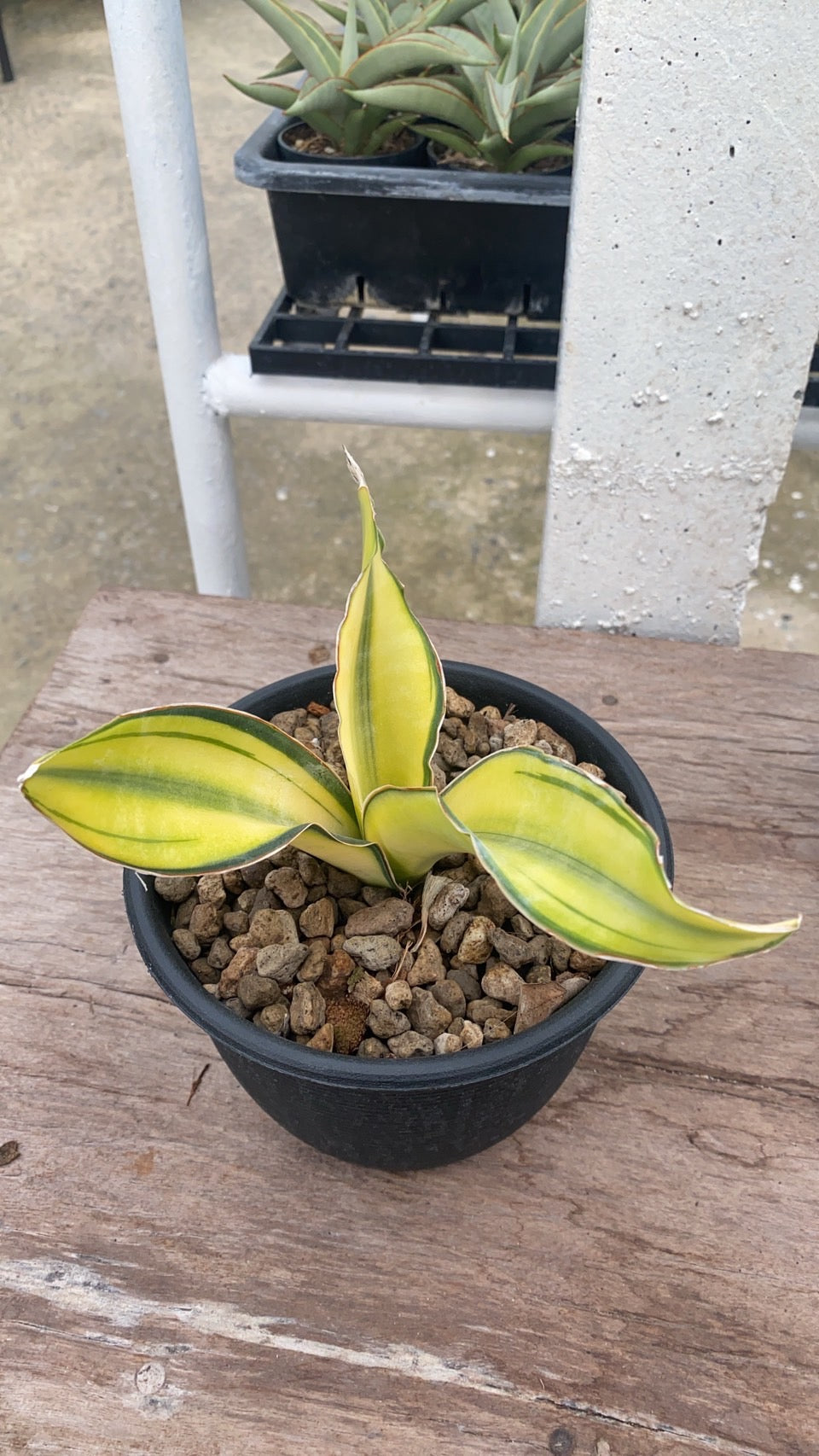 Rare Plant pre orders from Fuzzy Roots